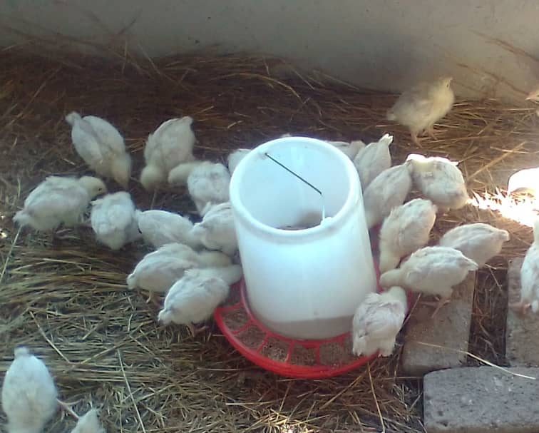 Hühnerzucht an der Chidzikwe Oberschule läuft! Chicken farm is running!